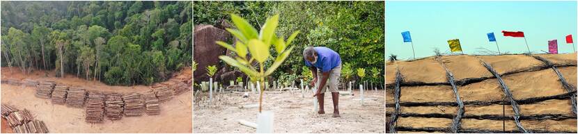 Collage van ontbossing, aanplant mangrovegebied en aanplant bomen tegen verwoestijning